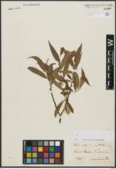 Foto von Salix alba L. x Salix pentandra L.